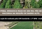 Operação destrói grande plantação de maconha na zona rural de Barro Alto