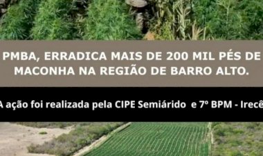 Operação destrói grande plantação de maconha na zona rural de Barro Alto