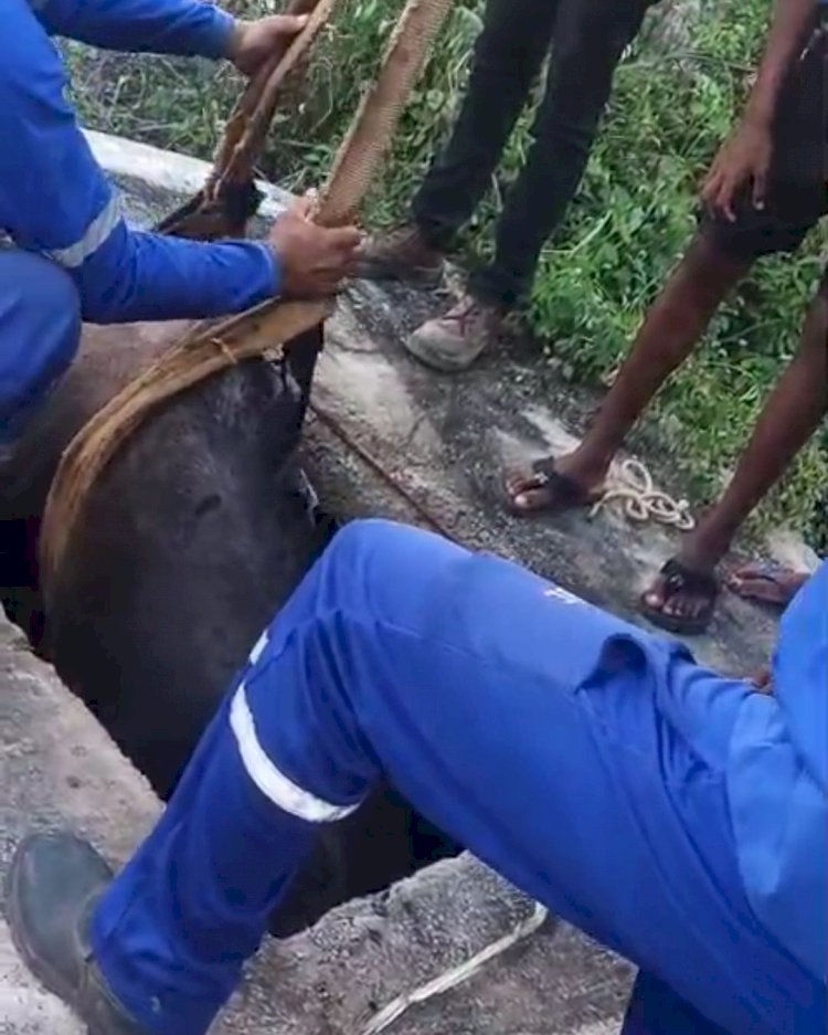 Cavalo cai em estação de esgoto e é resgatado por técnicos da Embasa em Irecê